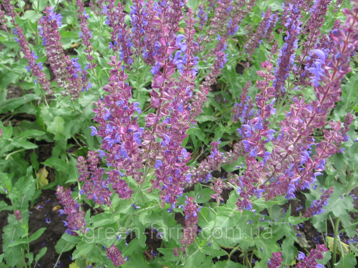 Рейнутрия Сахалинская гречиха