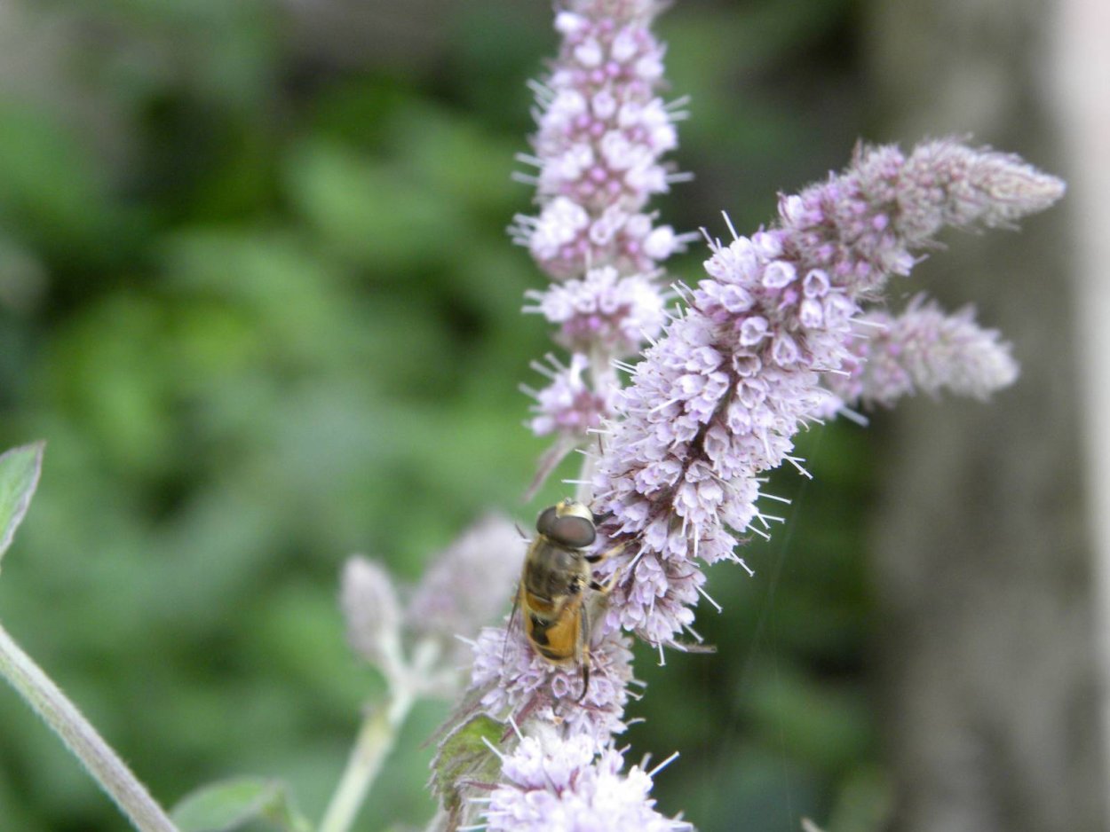 Шандра реснитчатая