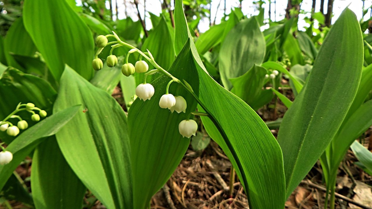Ландыш Convallaria Majalis