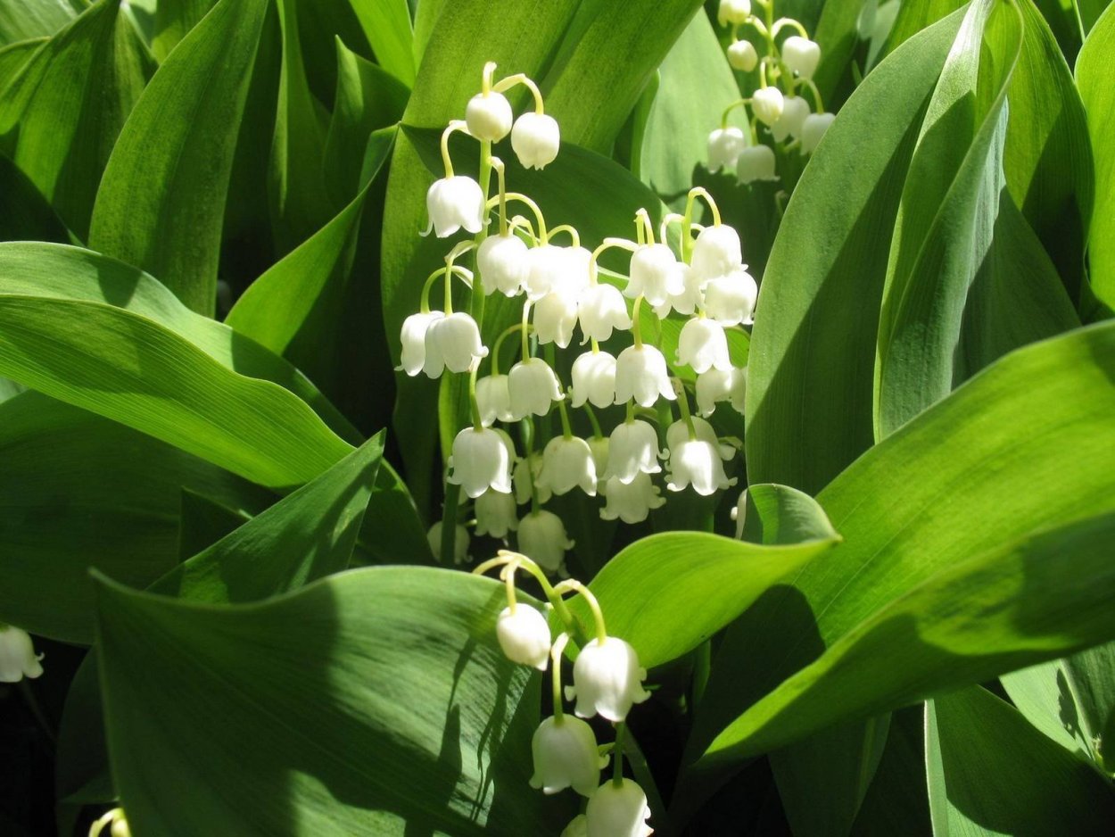 Ландыш Майский Розеа Convallaria Majalis rosea