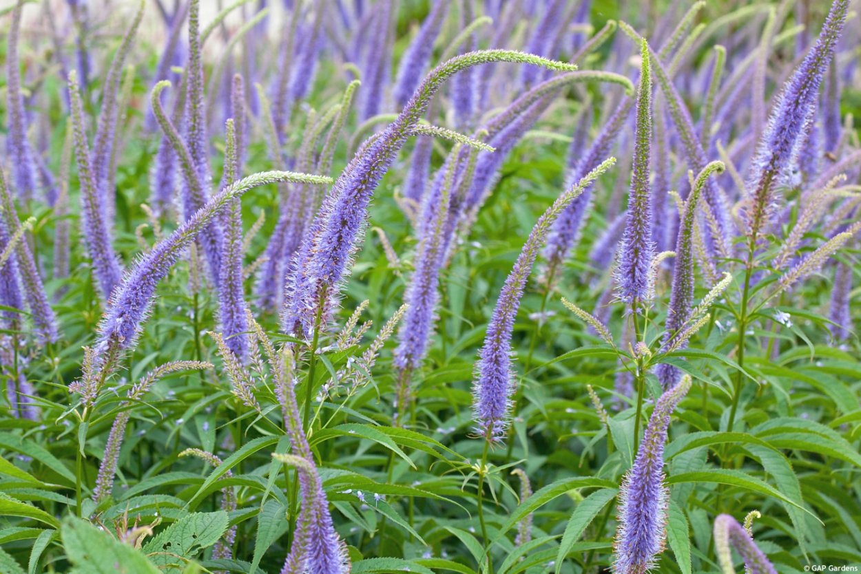 Шисо перилла