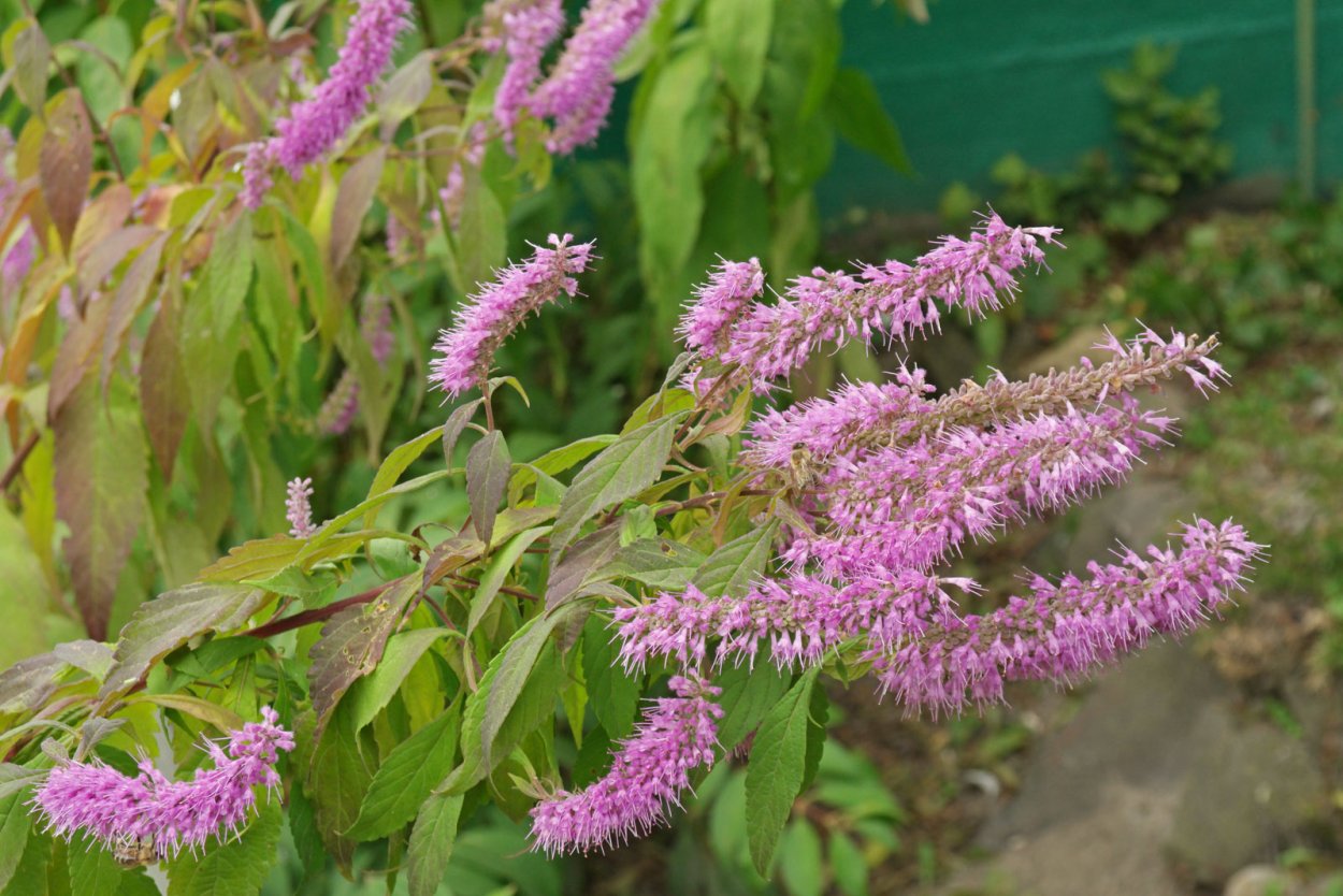 Эльсгольция Патрэна