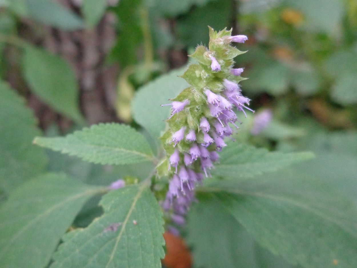 Галинсога всходы