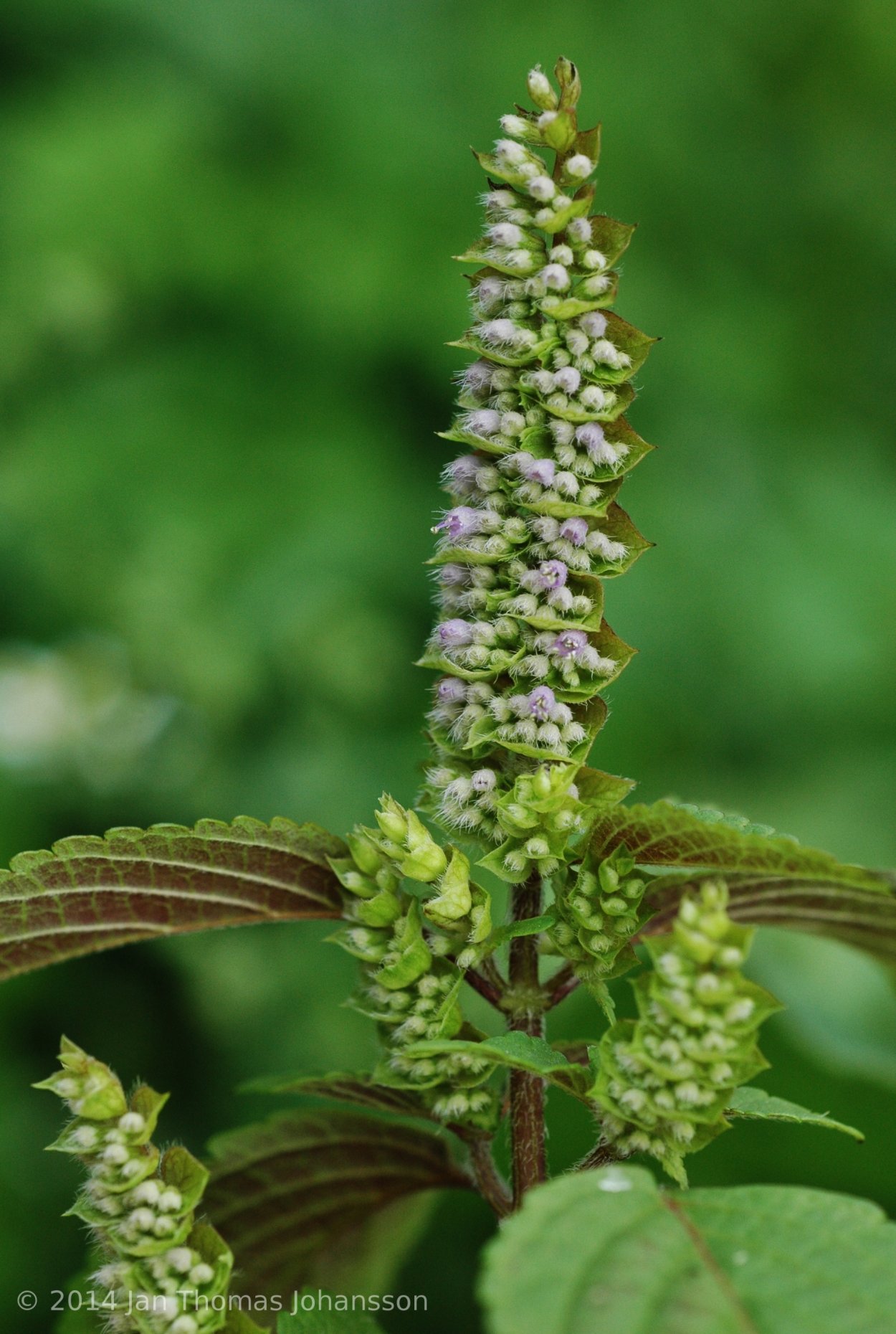 Эльсгольция Патрэна