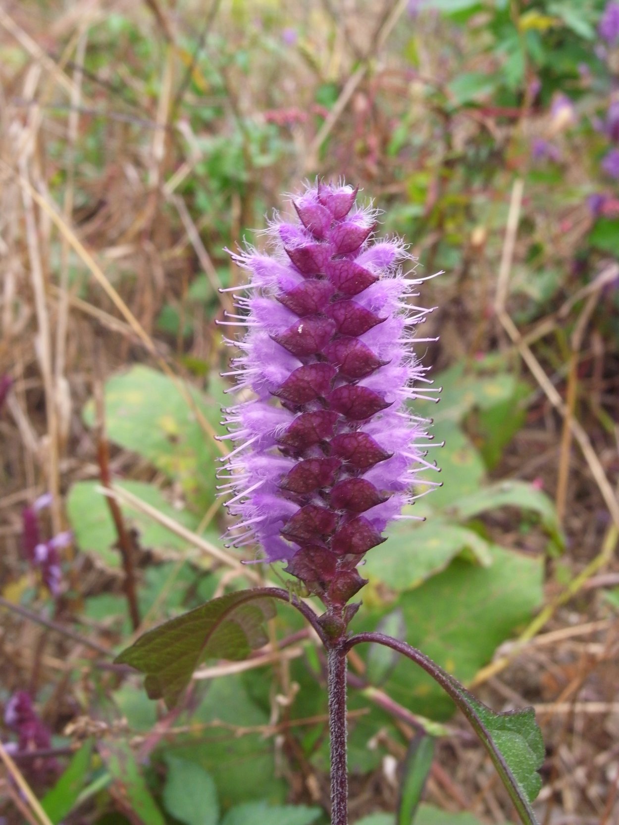 Вербейник клетровидный