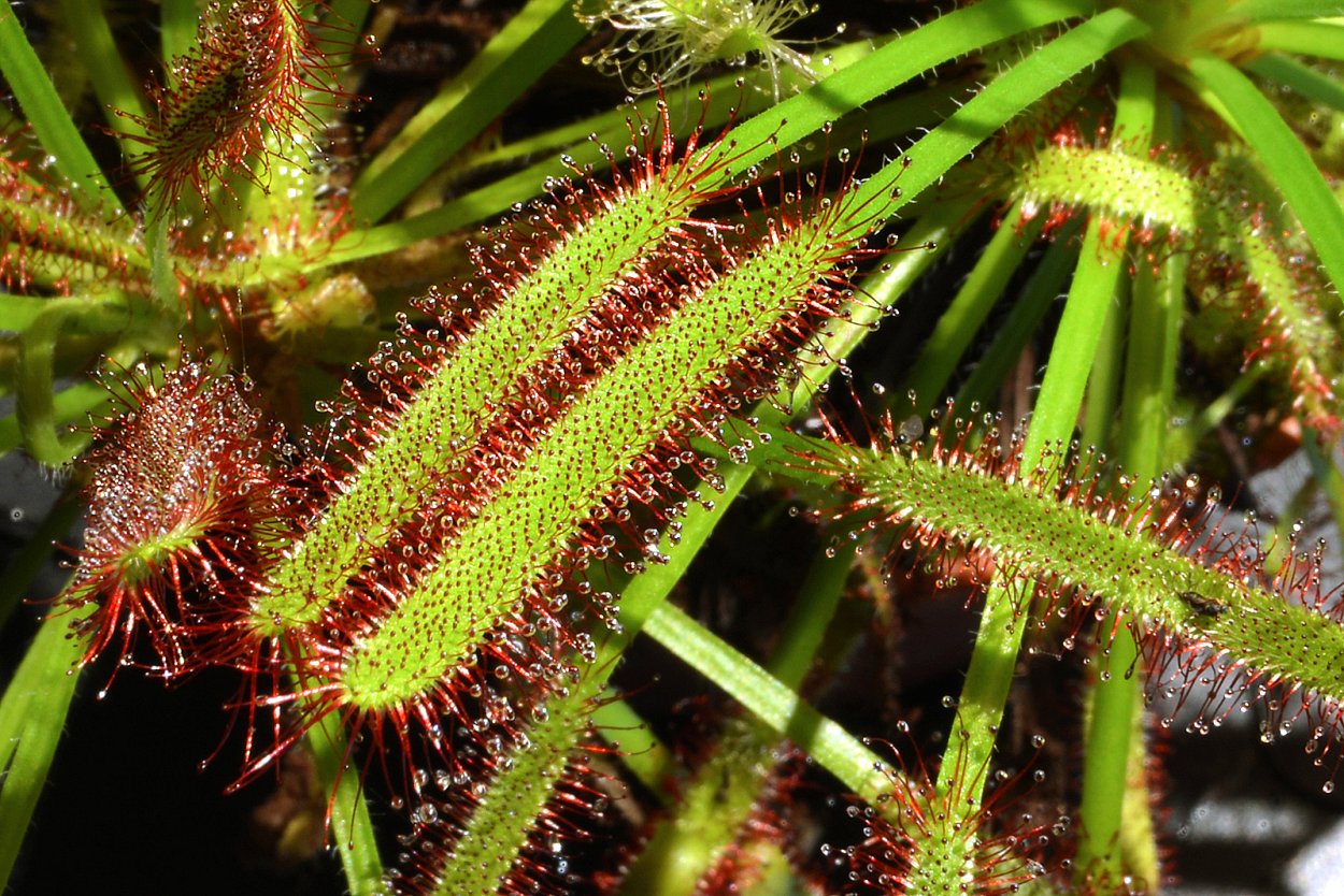 Эльсгольция купить