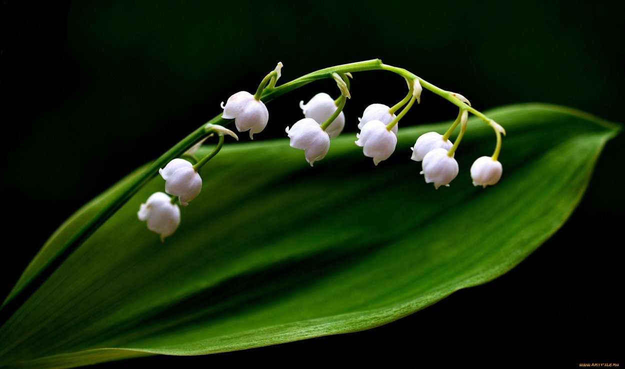 Ландыш Майский (Convallaria Majalis)