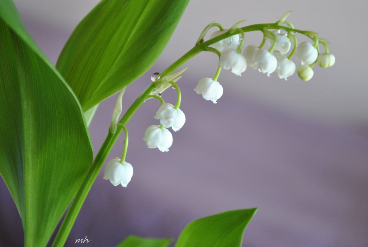 Ландыш Майский (Convallaria Majalis)