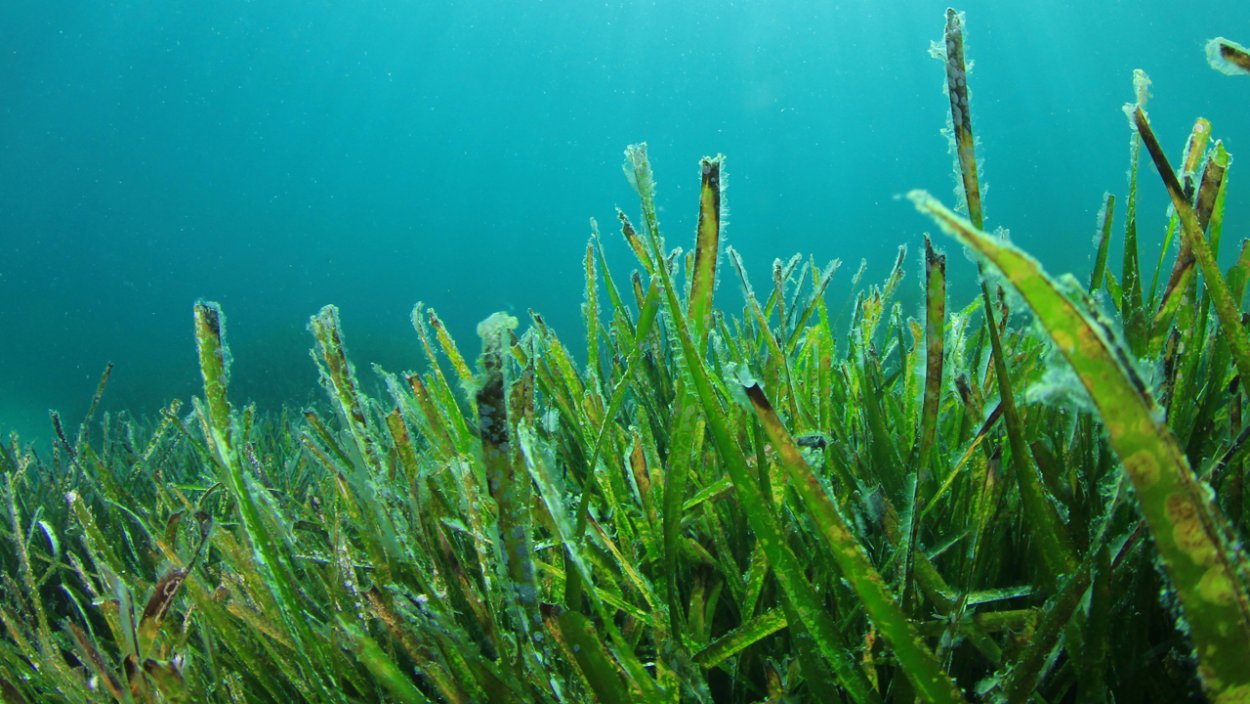 Подводный "лес"(Kelp Forest)