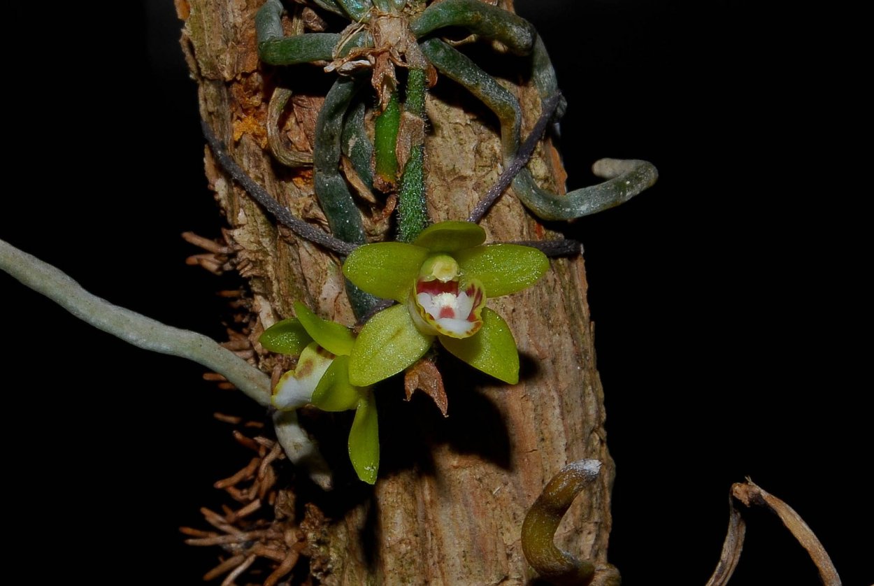 Chiloschista sweelimii