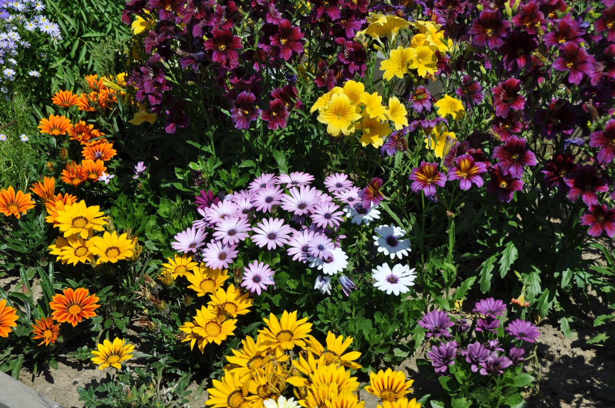 Космея и бархатцы