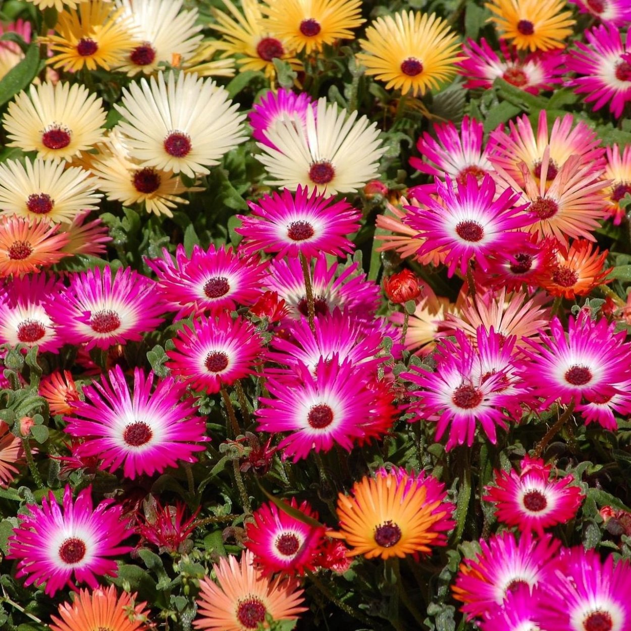 Антирринум львиный зев