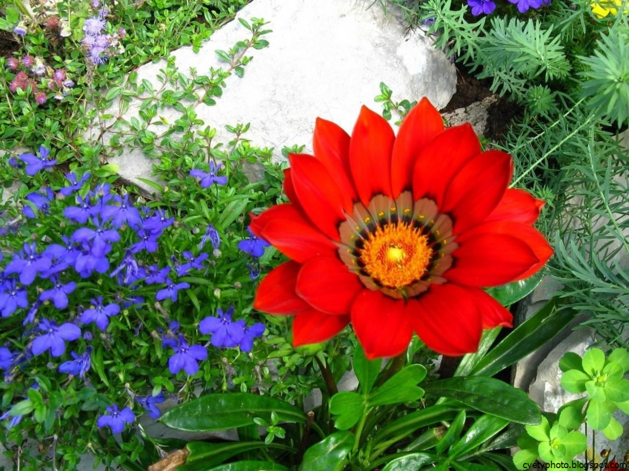 Остеоспермум Баллада