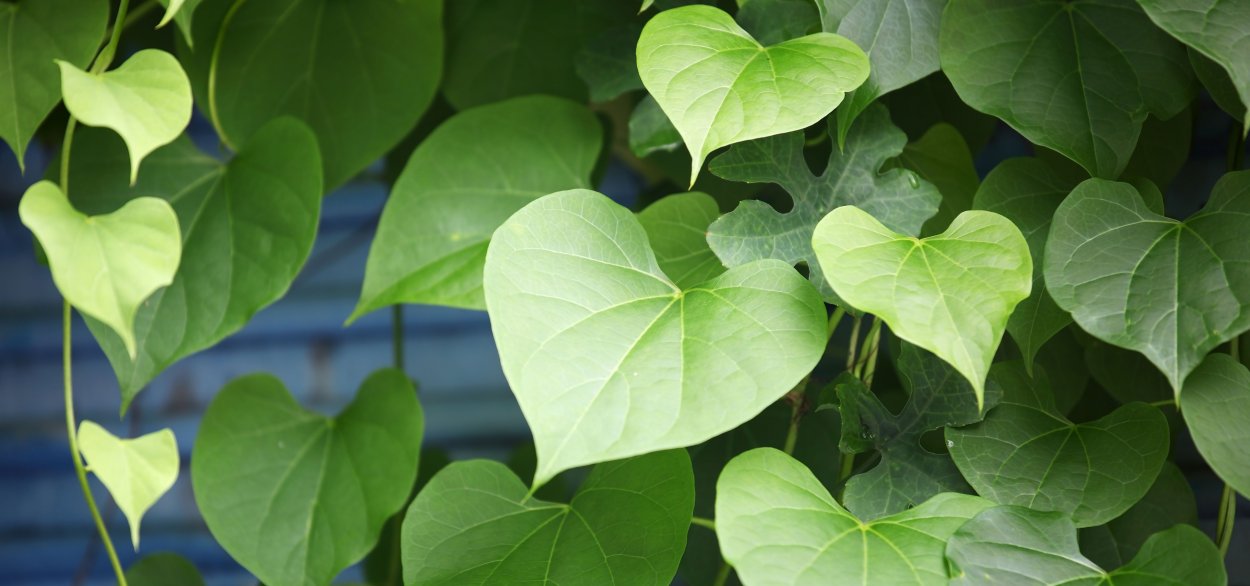 Цветок в виде сердца название