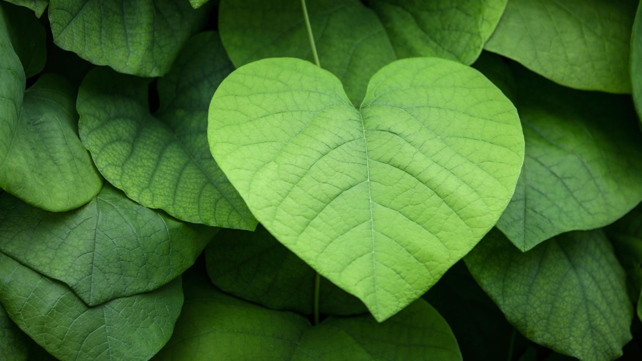 Цветок листок в виде сердца плетется батат