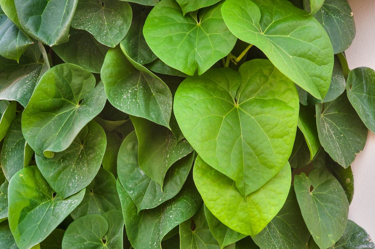 Кирказон Лиана