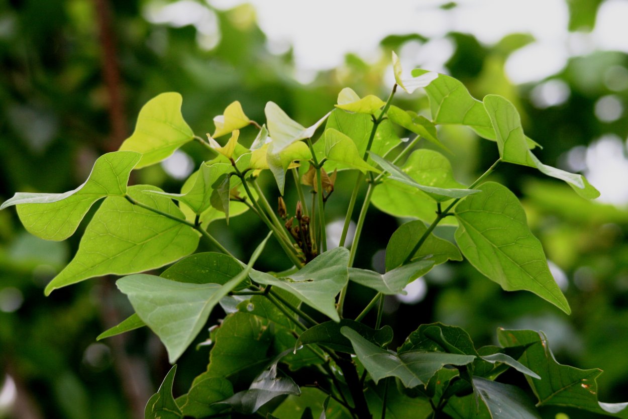 Растения с сердцевидными листьями