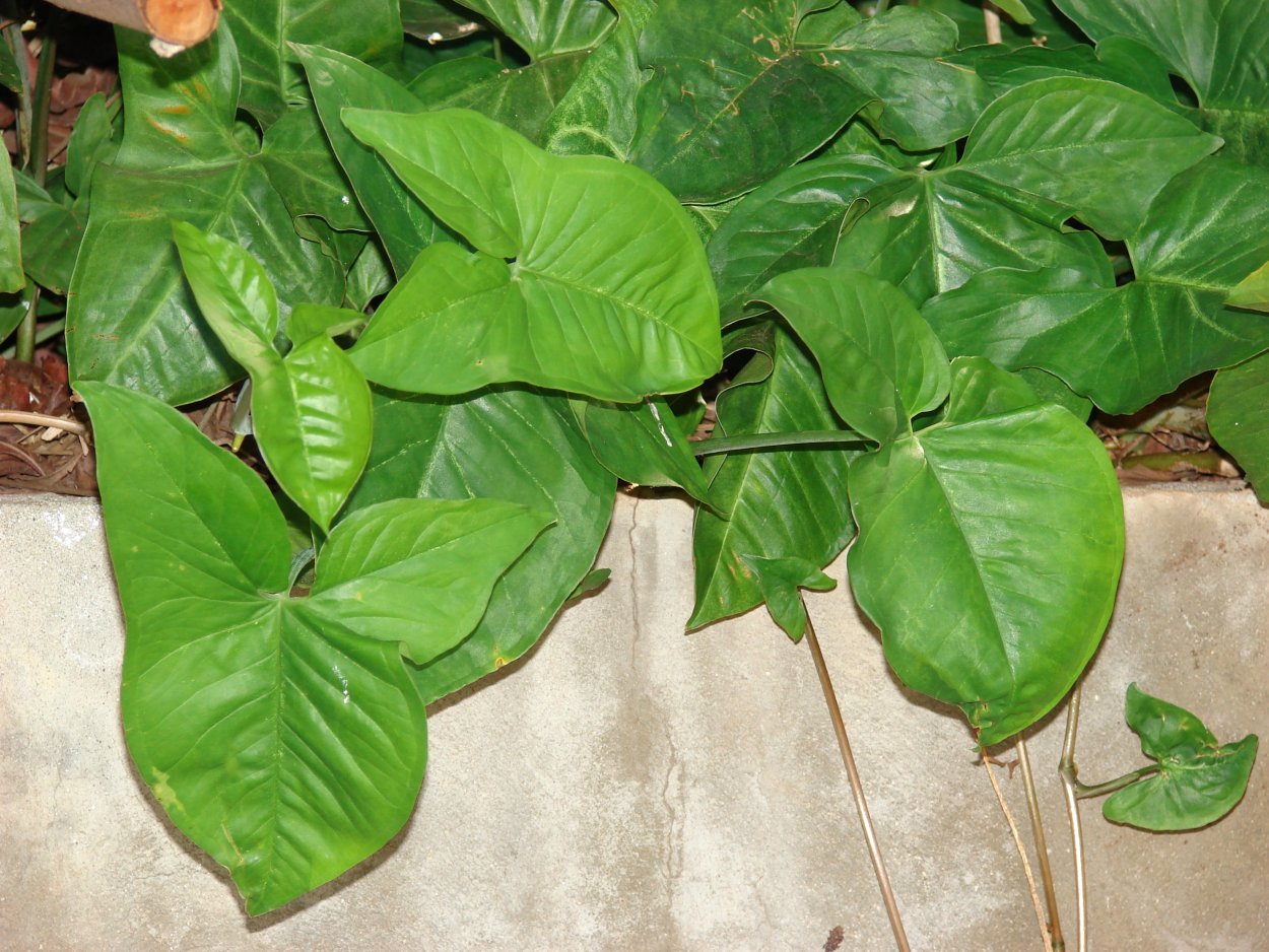 Алоказия трилистник