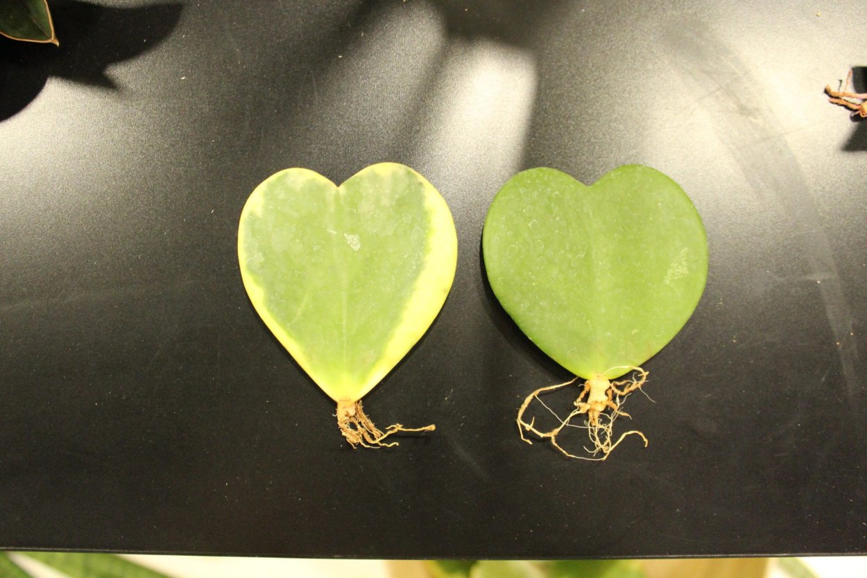 Сердечки в природе