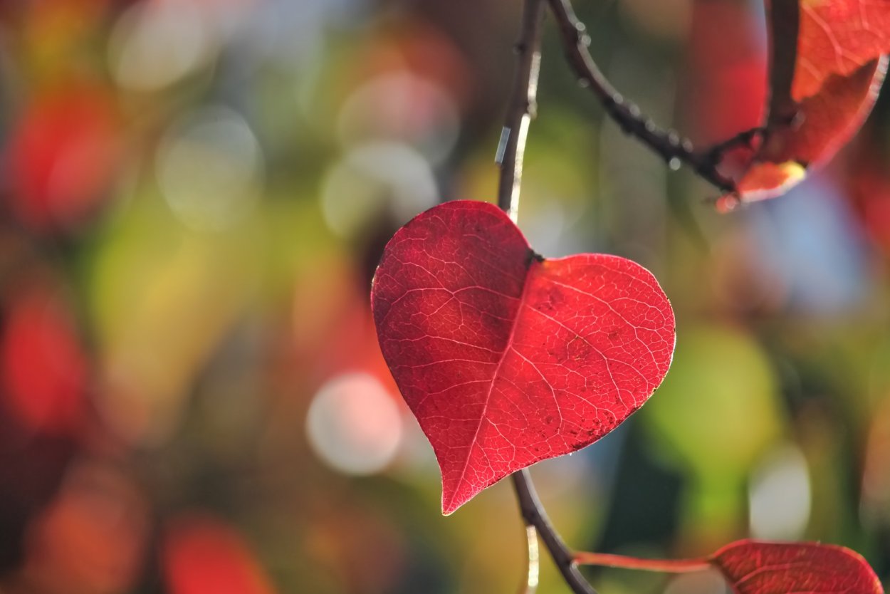 Сердце из зелени