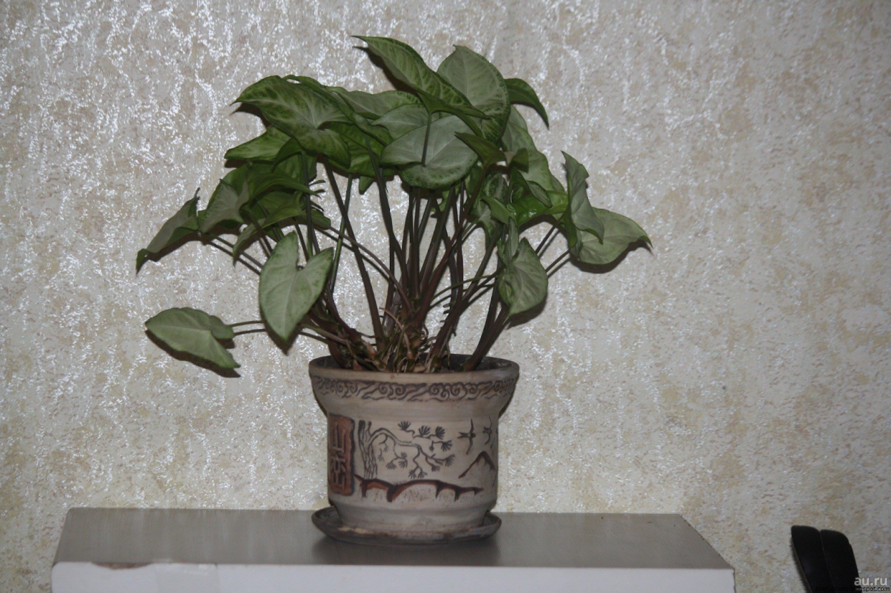 Кактус Хойя Керри