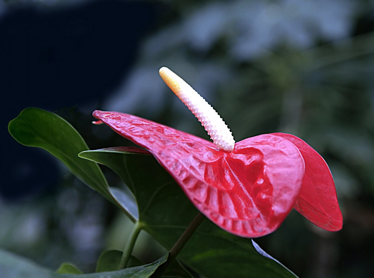 Цветок материнское сердце