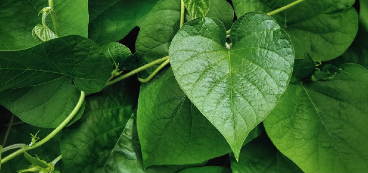 Травы для сердца