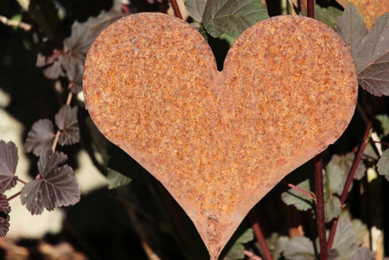 Поражение СХ растений болезнями и вредителями