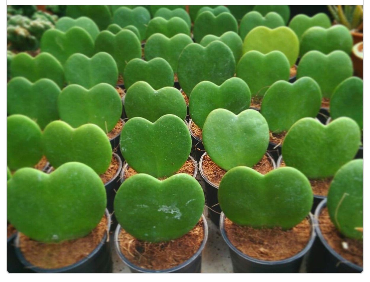 Антуриум Андре красный