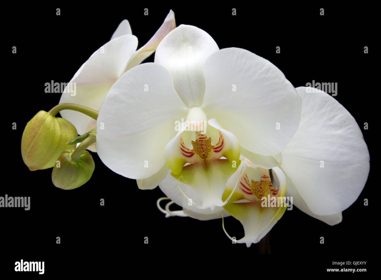 Орхидея белая с бледно розовым