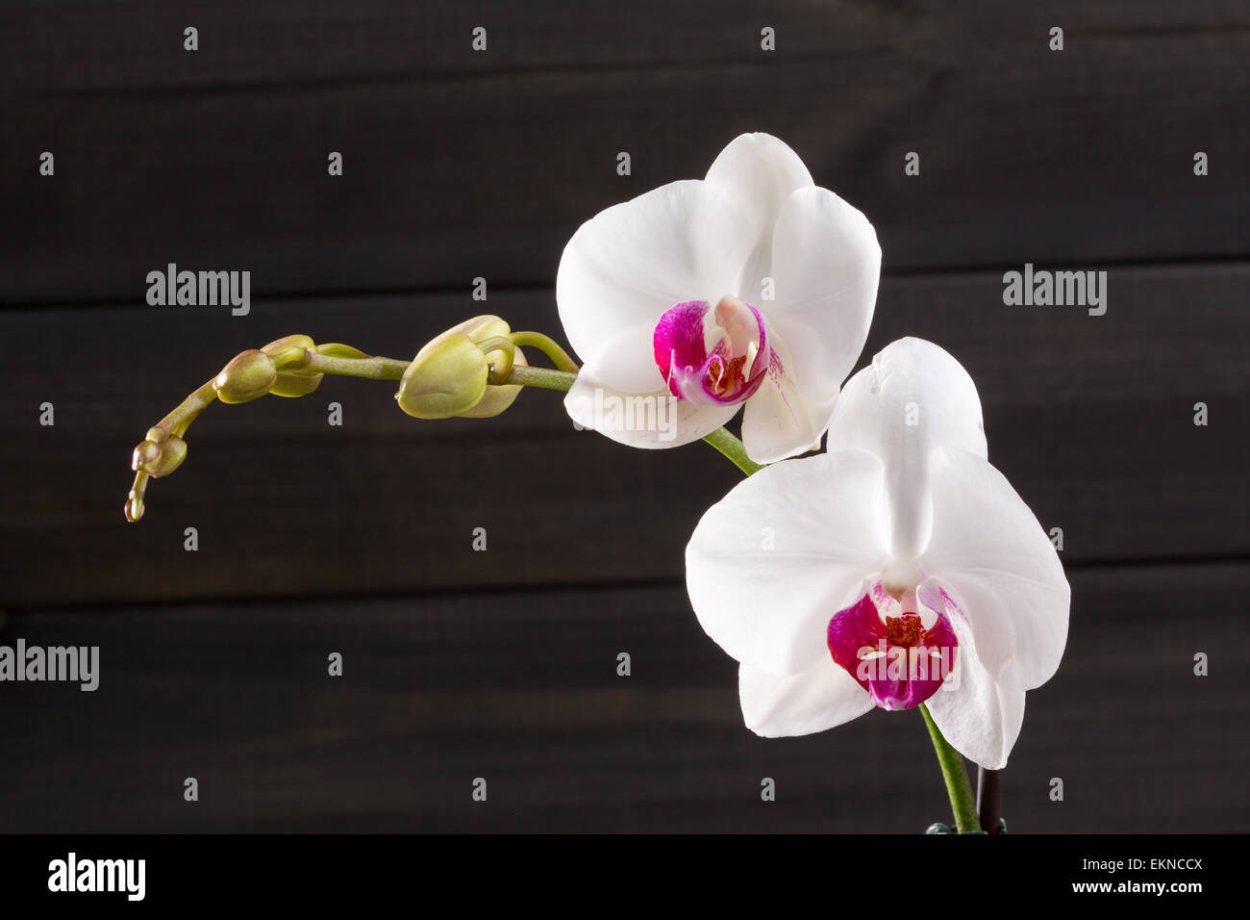 Фаленопсис Уайт Дрим