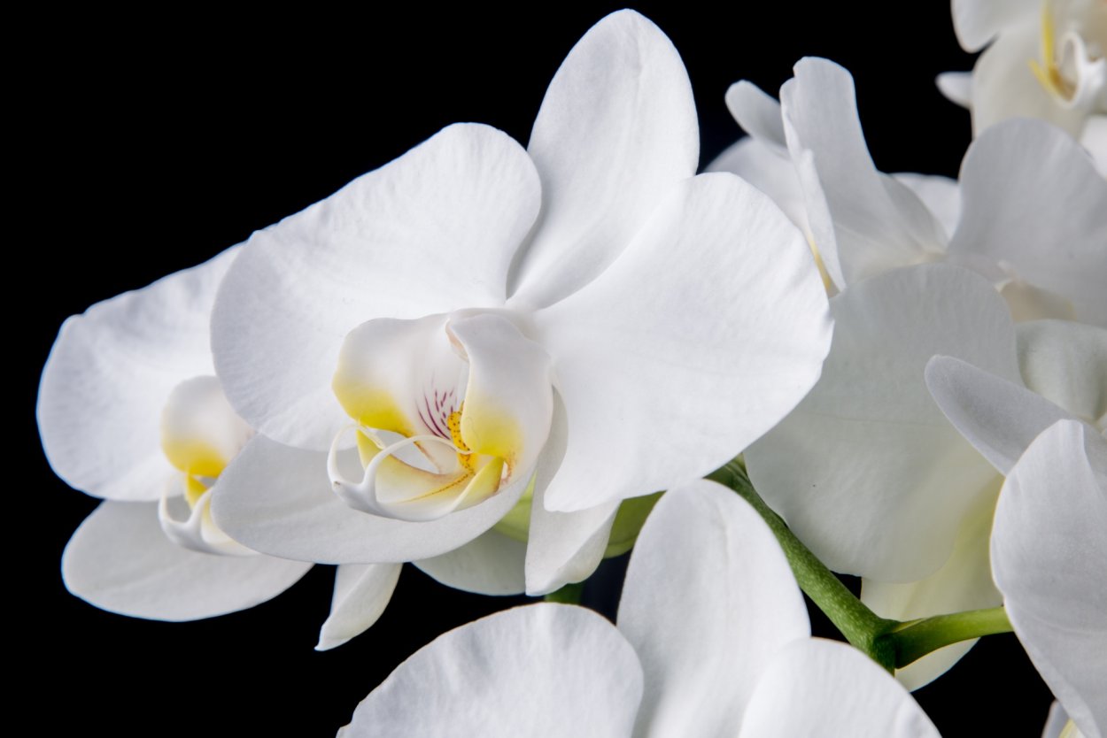 Орхидея Королевская фаленопсис Гигантелла