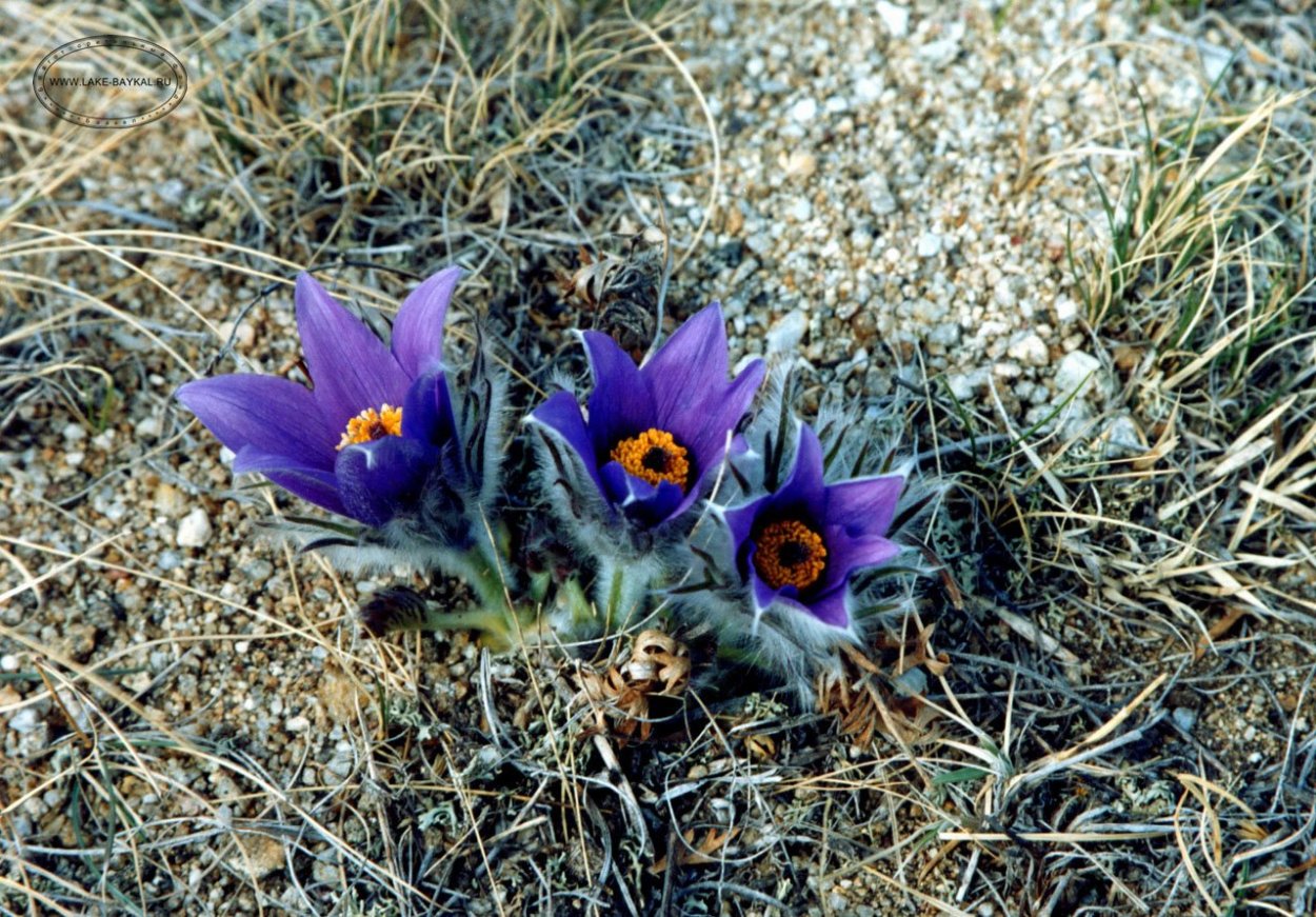 Подснежники на Байкале