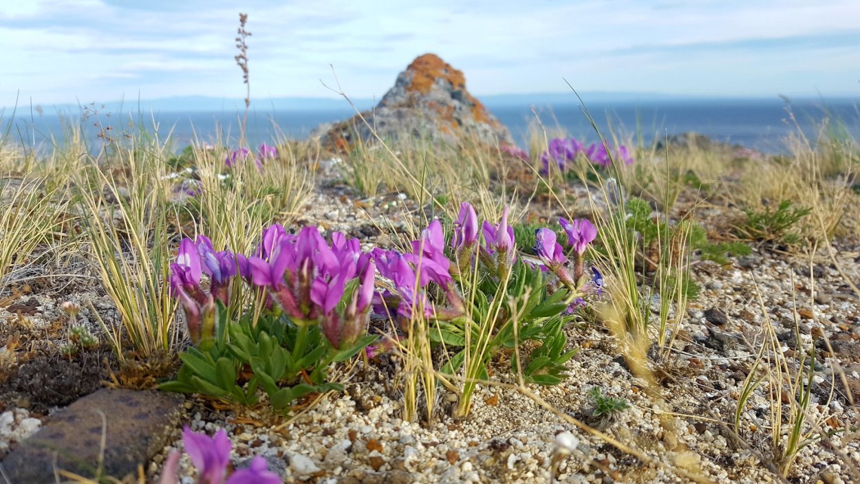 Багульник на Байкале