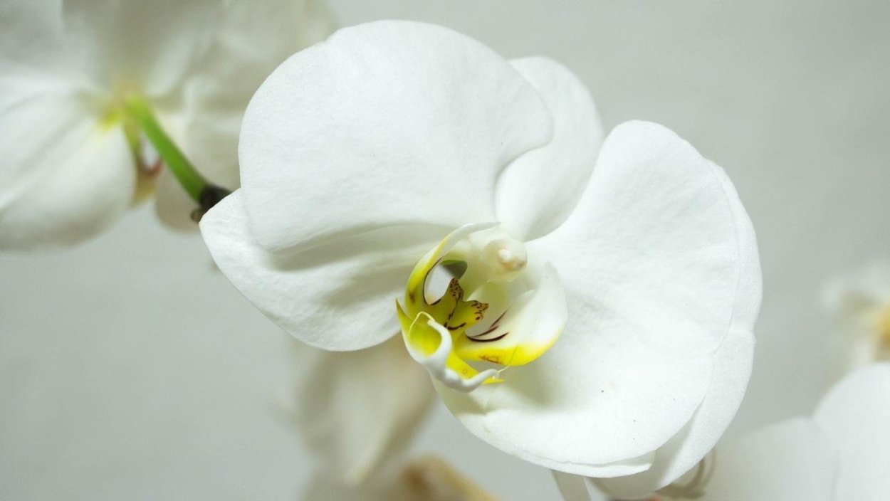 Фаленопсис Алабастер