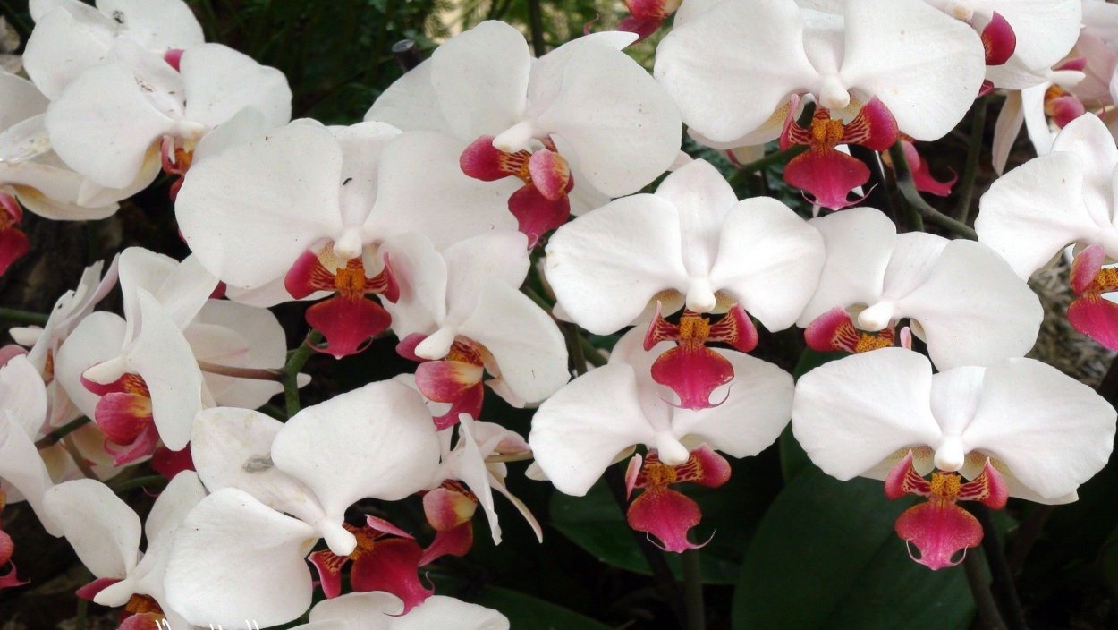 Орхидея белая (8j-1219s0003)