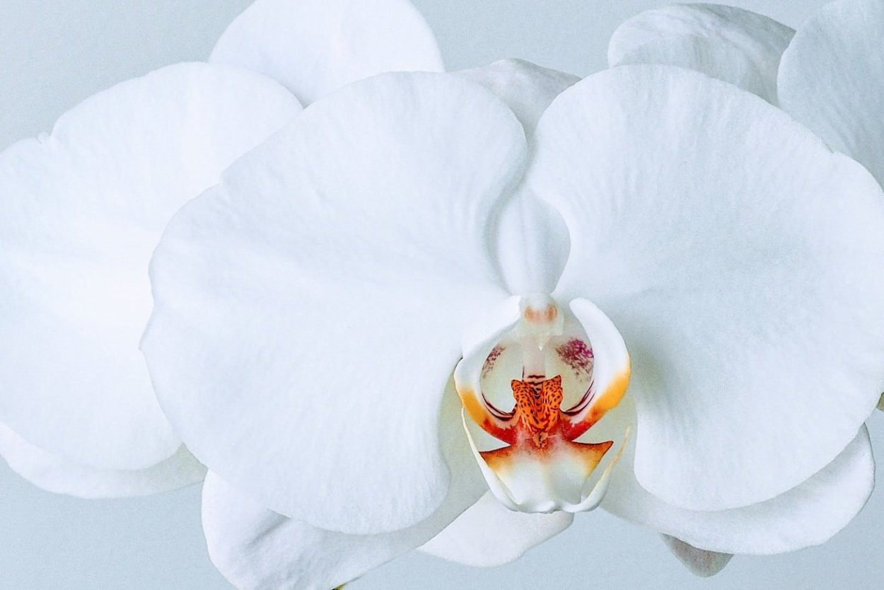 орхидея монро фото
