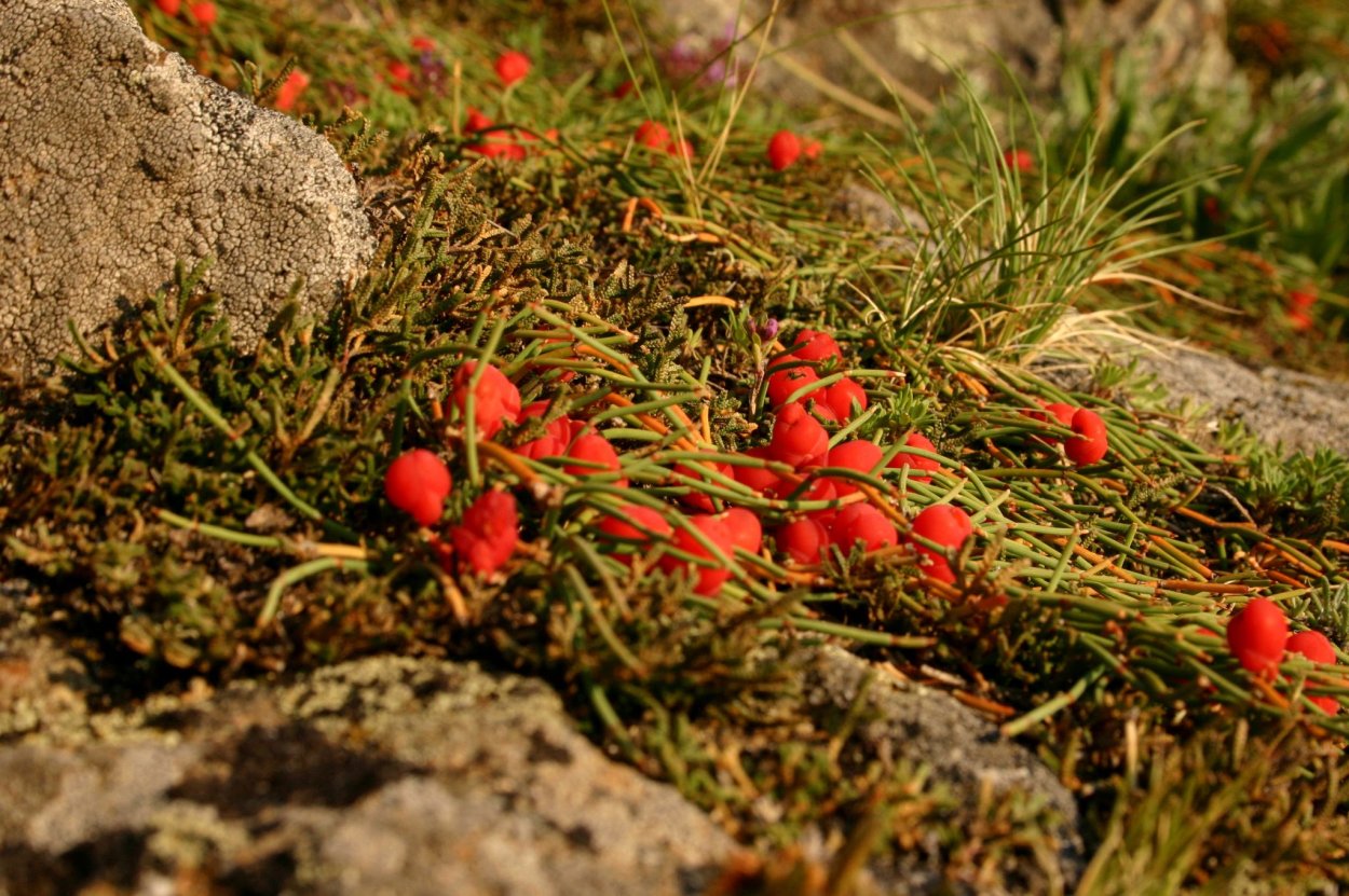 Флора Байкала эндемики
