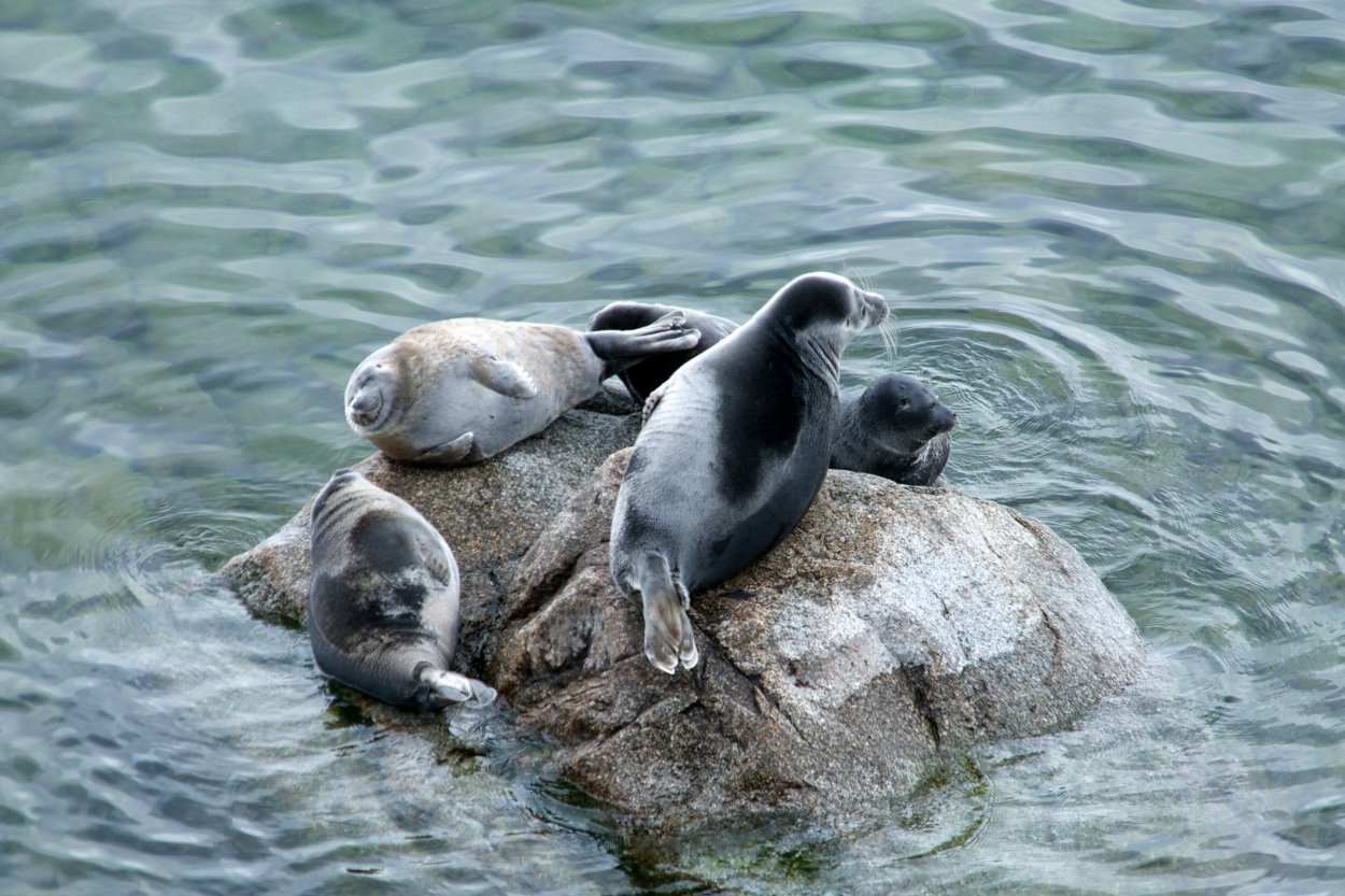 Нерпа Байкальская анатомия