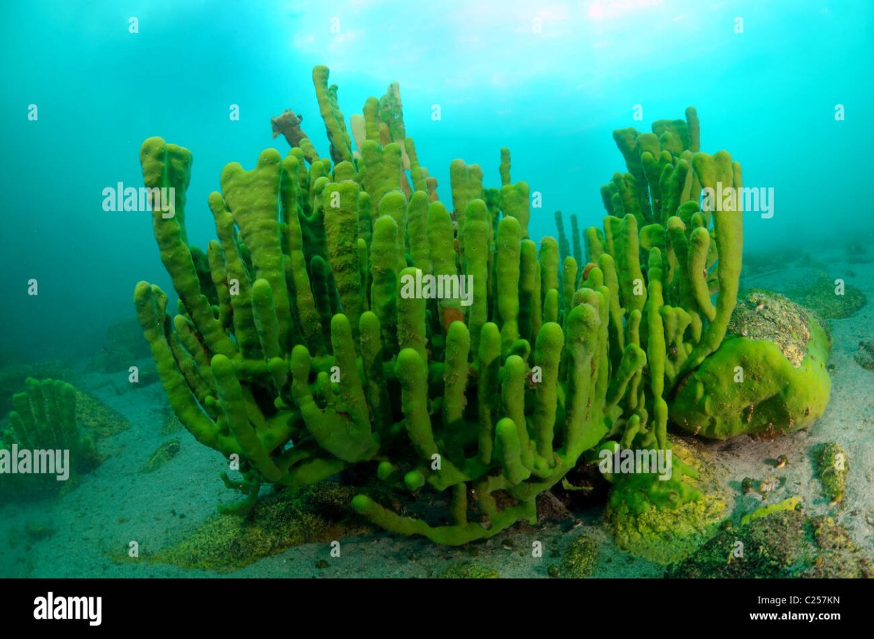 Водоросли эндемики Байкала