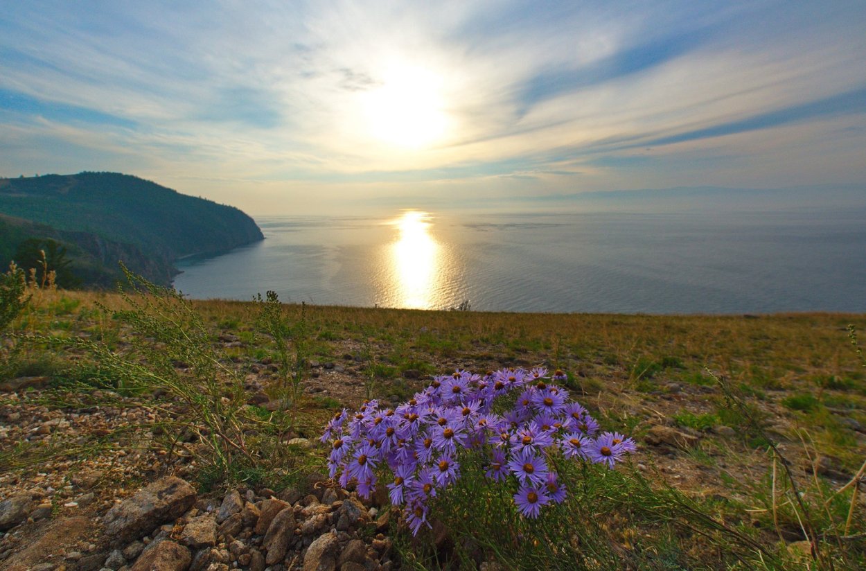 Цветы острова Ольхон