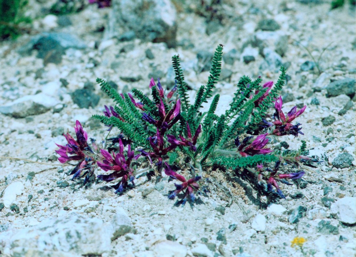 Остролодочник Палласа