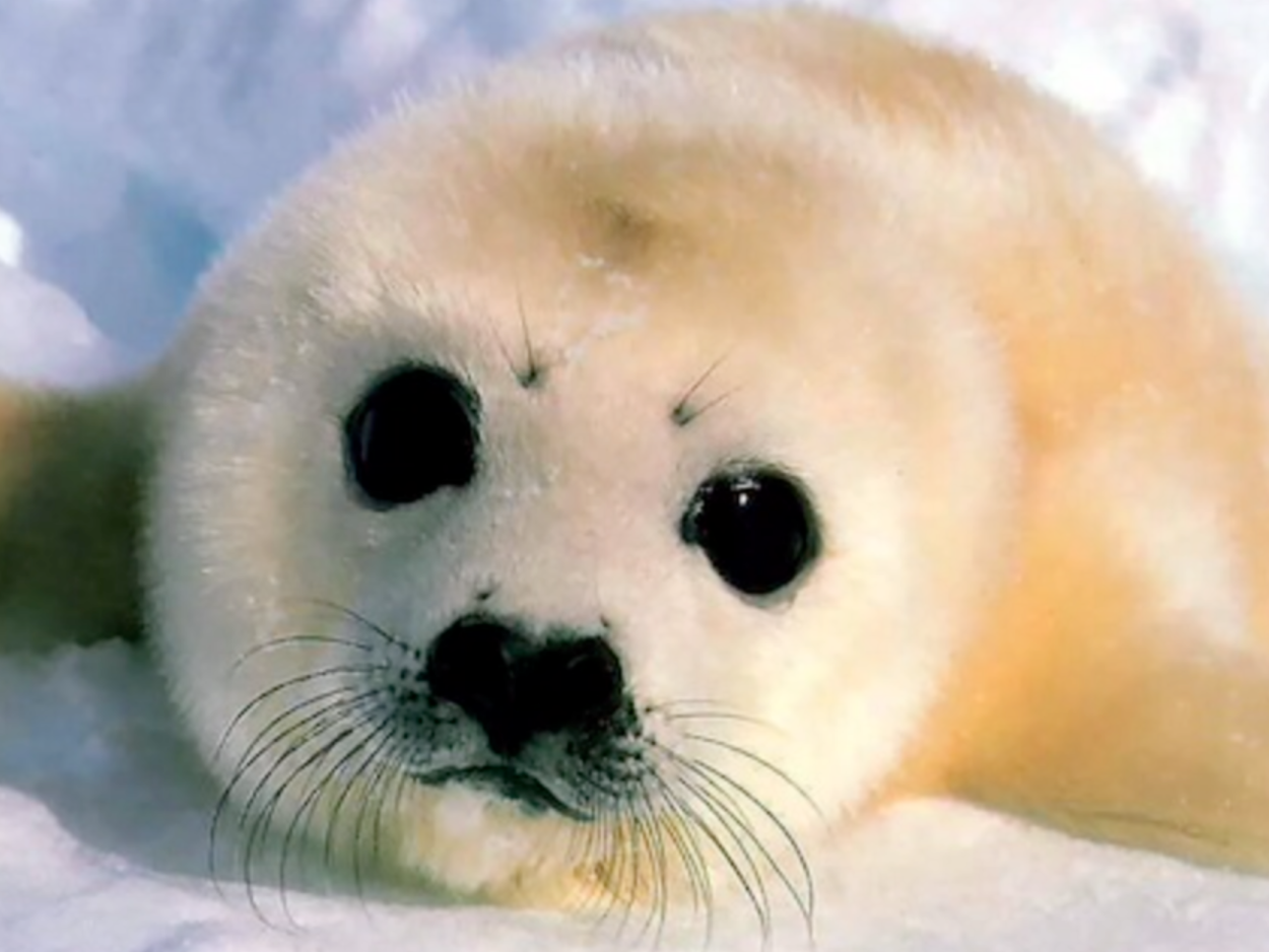 Озеро Байкал Нерпа Байкальская