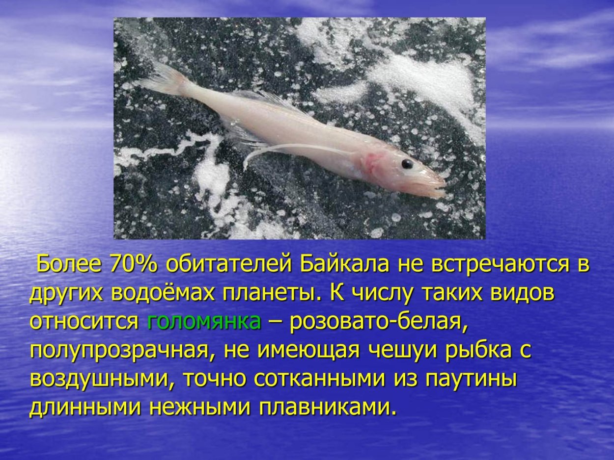 Голомянка Байкальская интересные факты