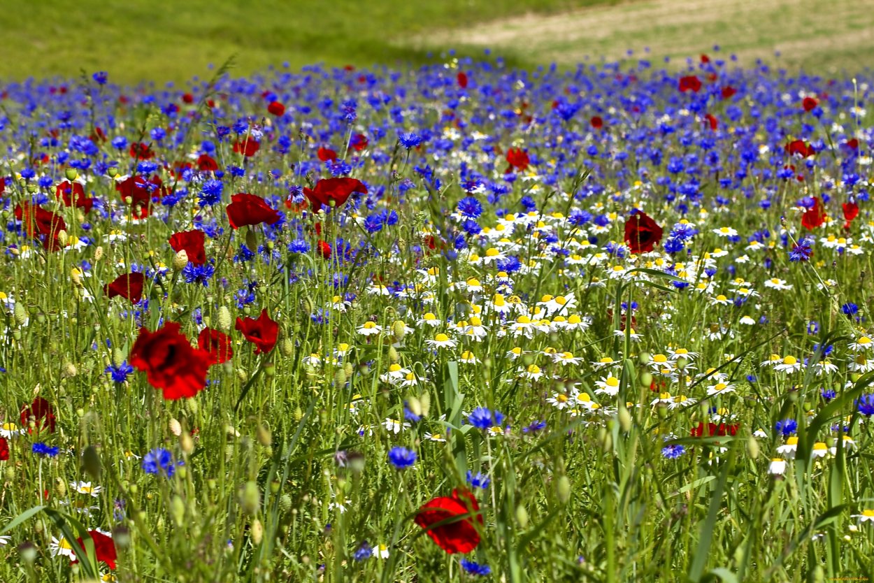 «Поле Васильков»