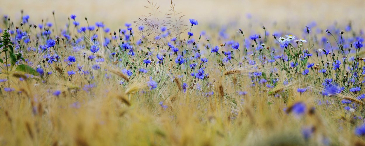 Василек Ясная Поляна