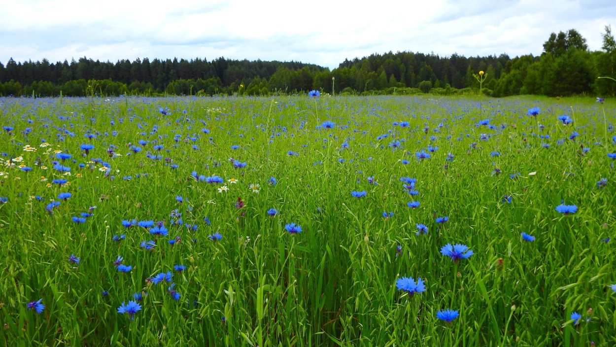 Поляна с васильками