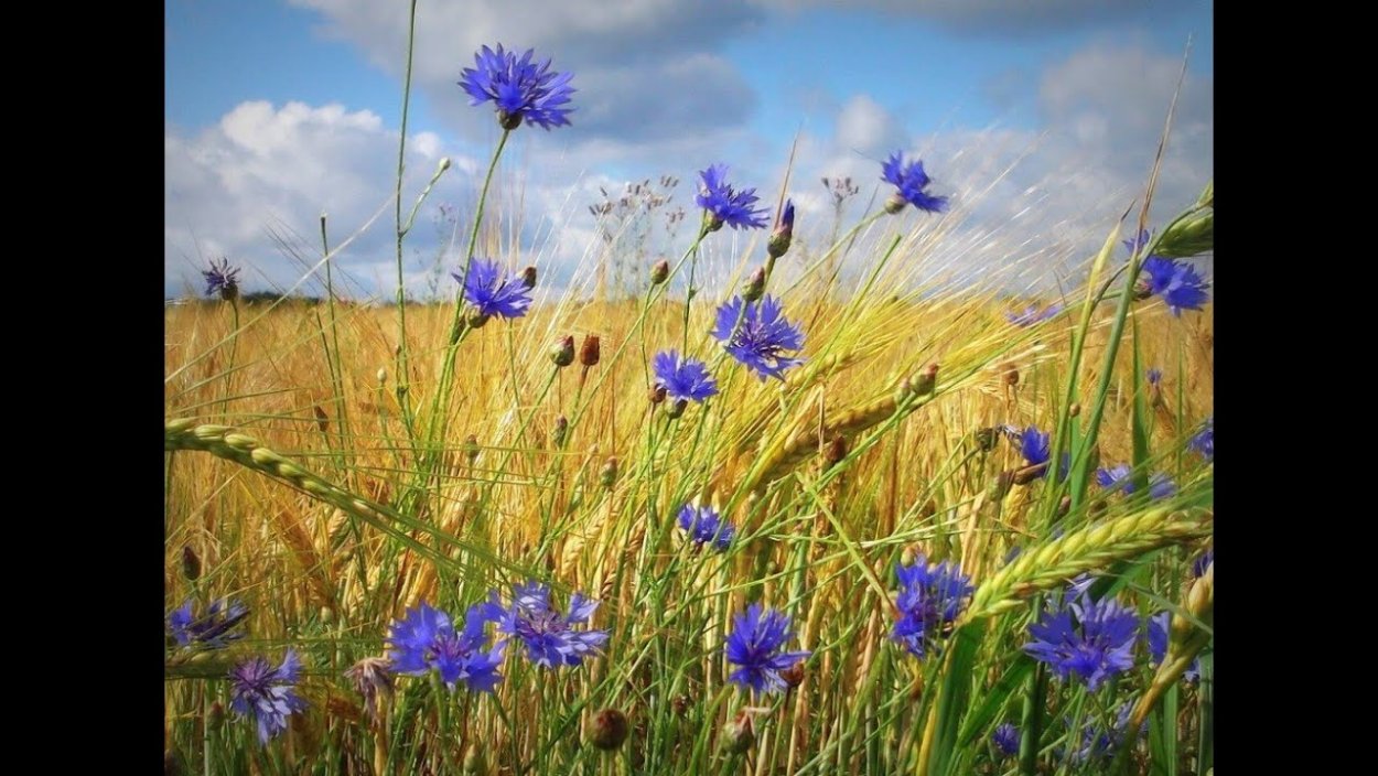 Храм поле Васильков