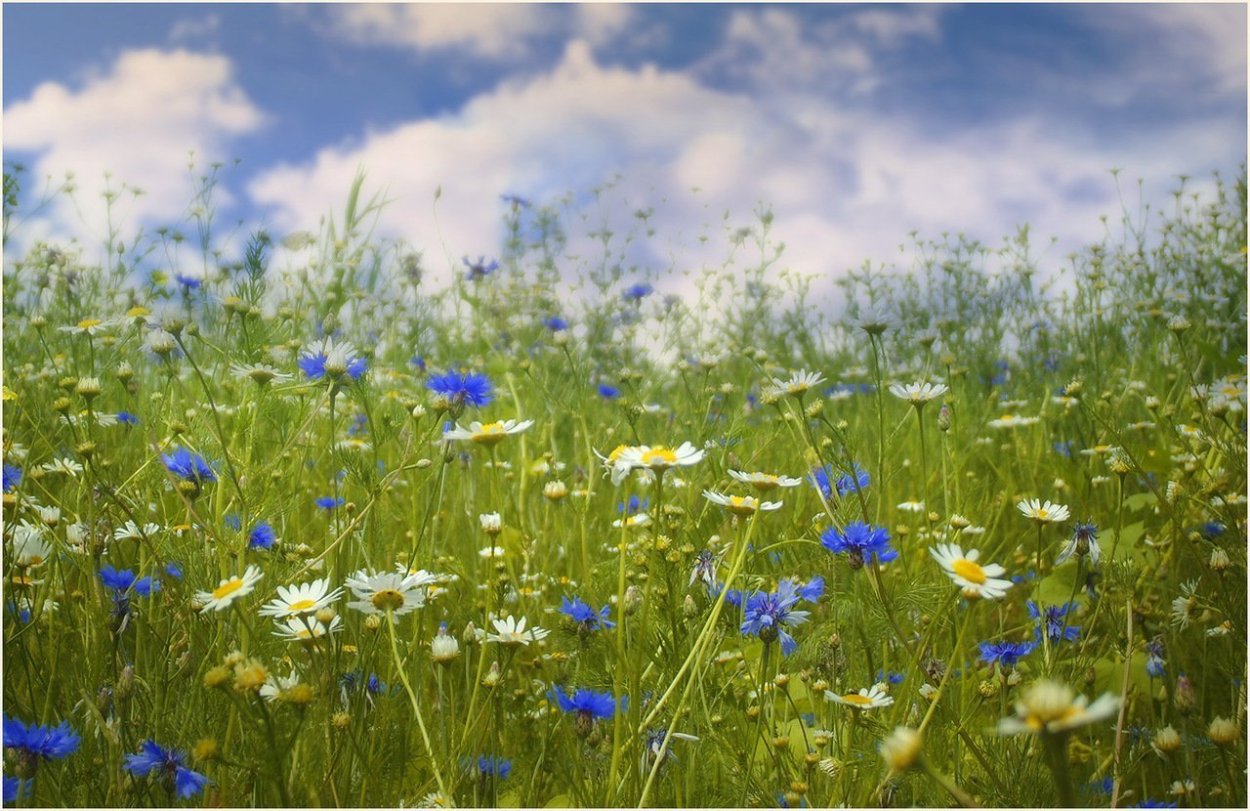 Ромашково Васильковое поле