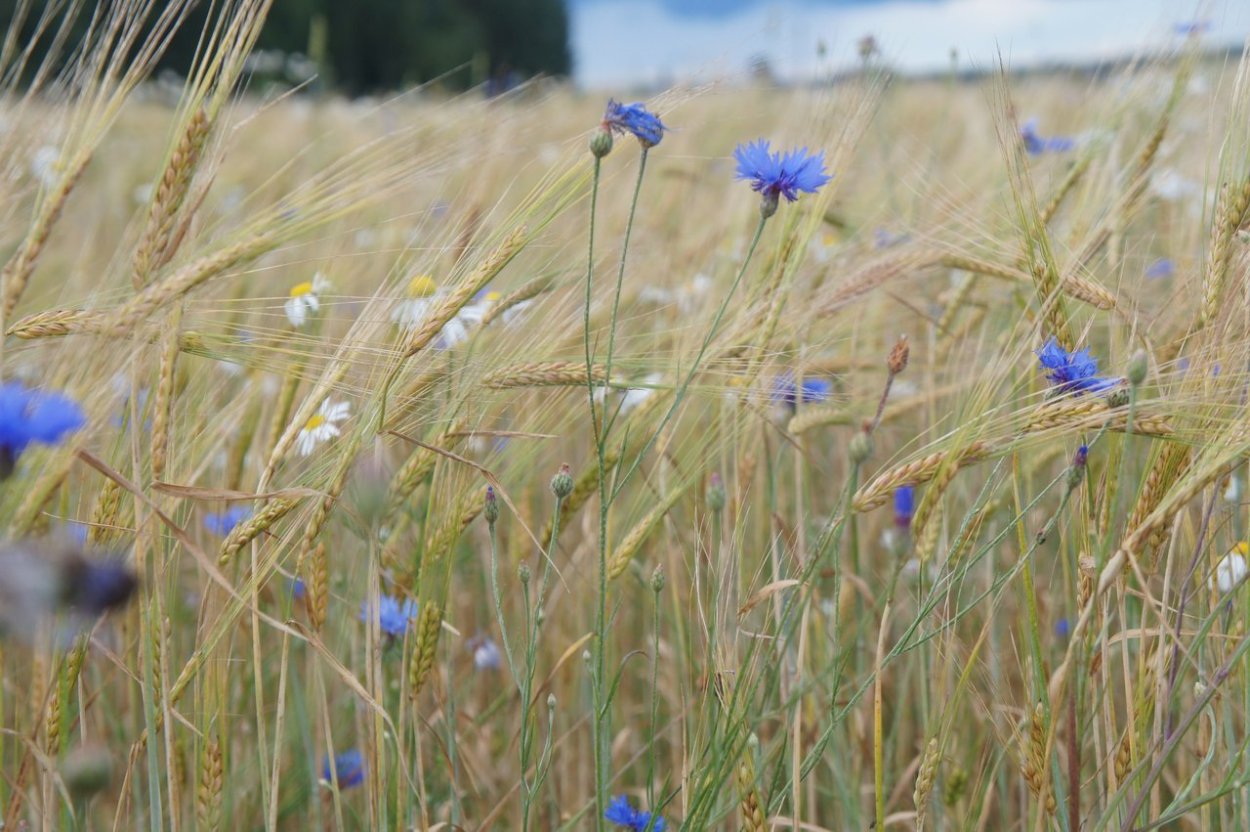 Васильковое поле перед домом